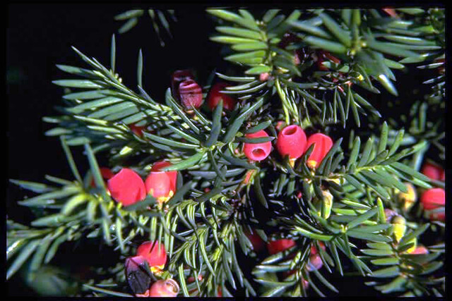 Taxus Baccata Taxus Baccata