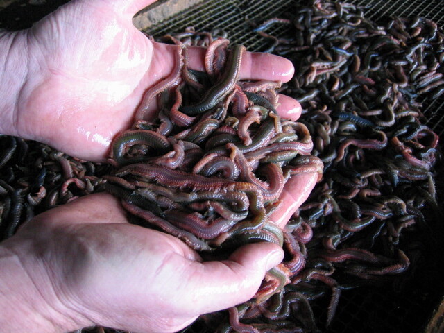 Alternatief visvoer: de borstelworm.