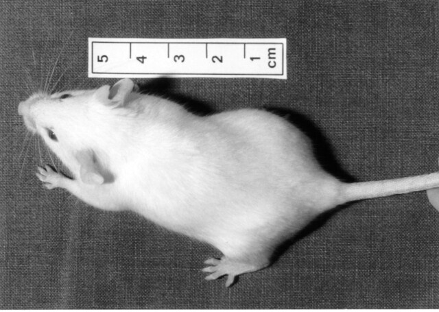 De Non-Obese Diabetic Mouse, ofwel NOD-muis. Volgens Bart Roep een 'kreupel dier'. De Non-Obese Diabetic Mouse, ofwel NOD-muis. Volgens Bart Roep een 'kreupel dier'.