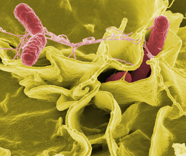 Noorderlicht antibioticaresistentie Noorderlicht antibioticaresistentie