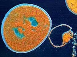 noorderlicht nieuws mrsa huisdieren bacterie