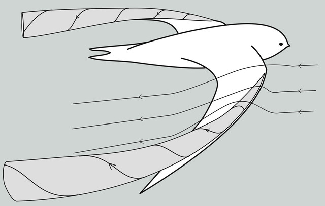 videler2