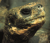 Reuzenschildpad op de Galapagos-eilianden
