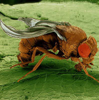 fruitvlieg (Drosophila melanogaster) fruitvlieg (Drosophila melanogaster)