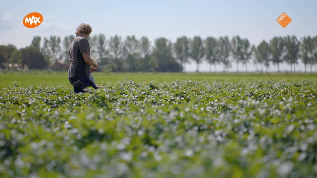 Het Nieuwe Land