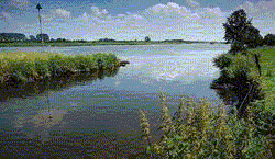 De Maas De Maas