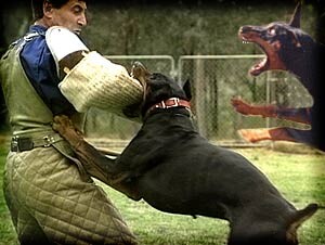 bijtende honden