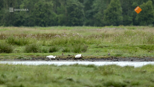 Vroege Vogels