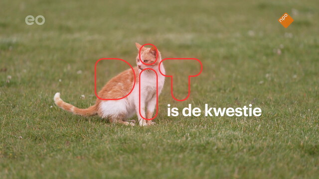 Dit is de kwestie