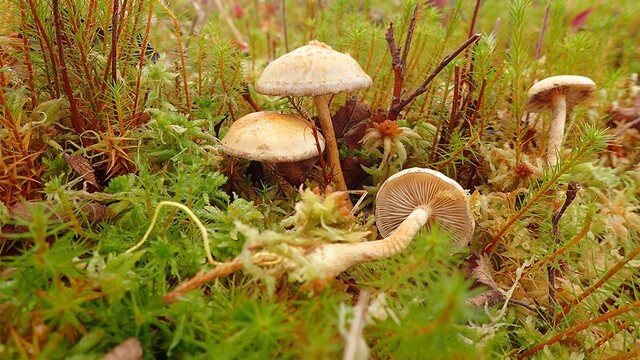 Zeldzame paddenstoel herontdekt in het Amsterdamse Bos