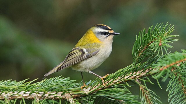 Fenolijn 1 december 2024