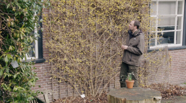 Rogier