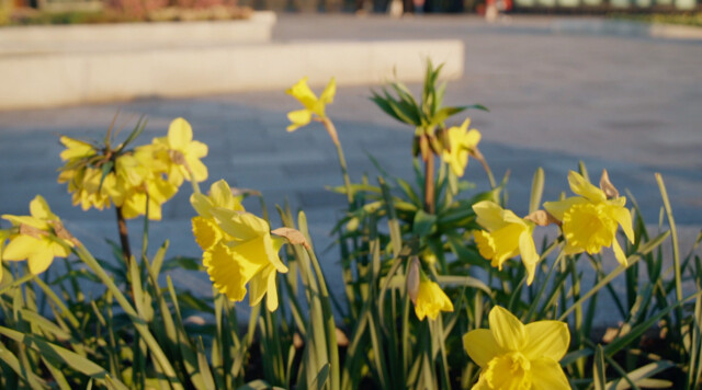 Keukenhof