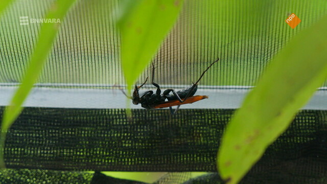 Steken en Prikken in Suriname