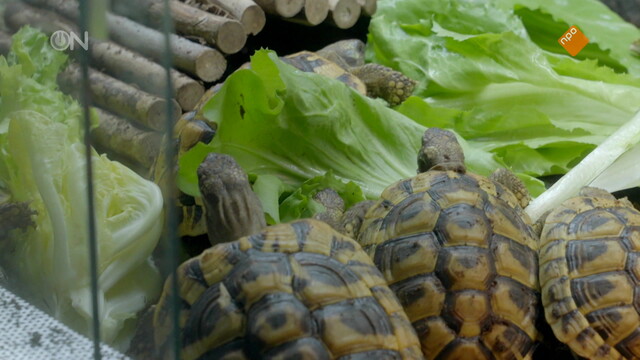 Dierenridders