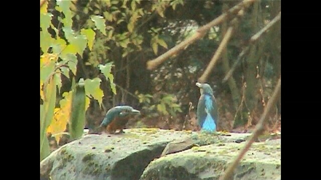 ijsvogels bij ons voor bij de vijver