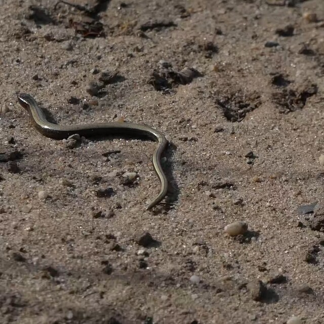 Hazelworm