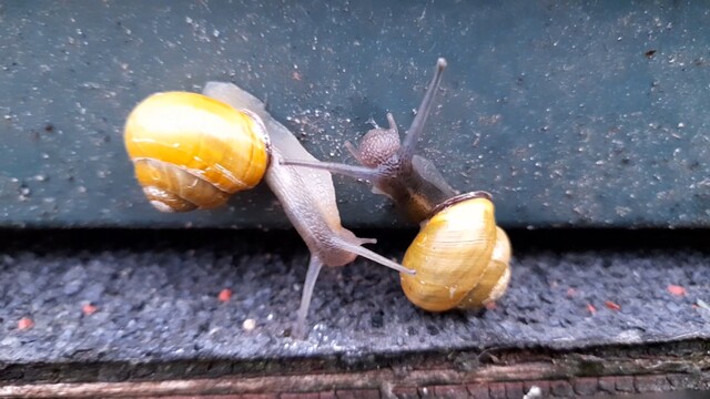 Slakken in de clinch