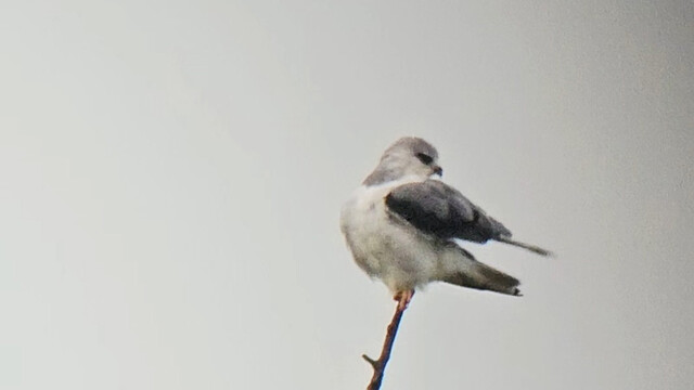 Poetsende grijze wouw in Drenthe