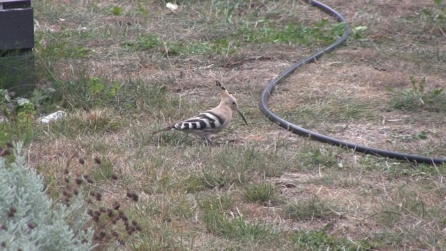 Hop zoekt voedsel in tuin Wissenkerke