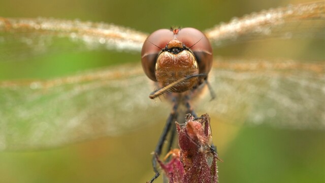 Closeup van een poetsende heidelibel in de vroege ochtend