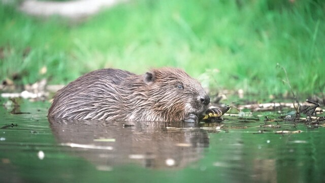 Jonge bever knaagt erop los