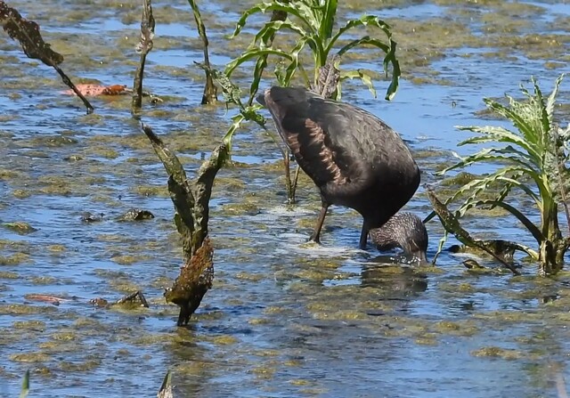 Zwarte Ibis in de Onnerpolder