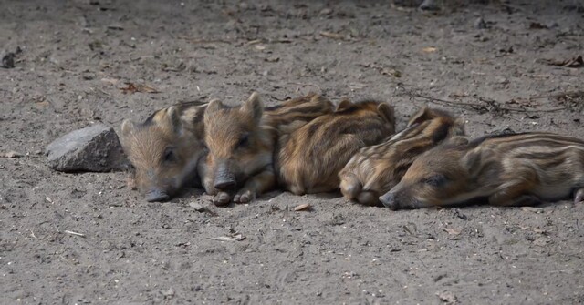 Jonge wilde zwijntjes in Natuurpark Lelystad