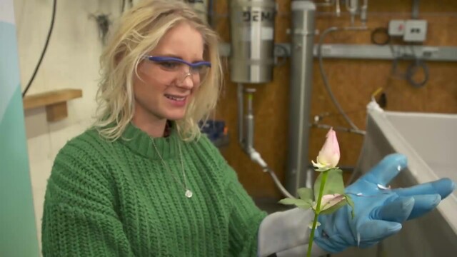 Janouk met een bevroren roos