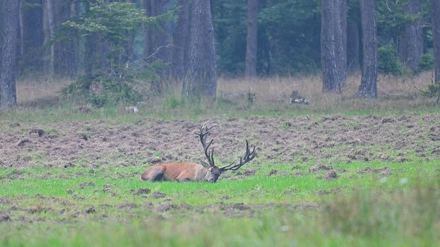Edelhert plast zich nat tijdens bronstijd