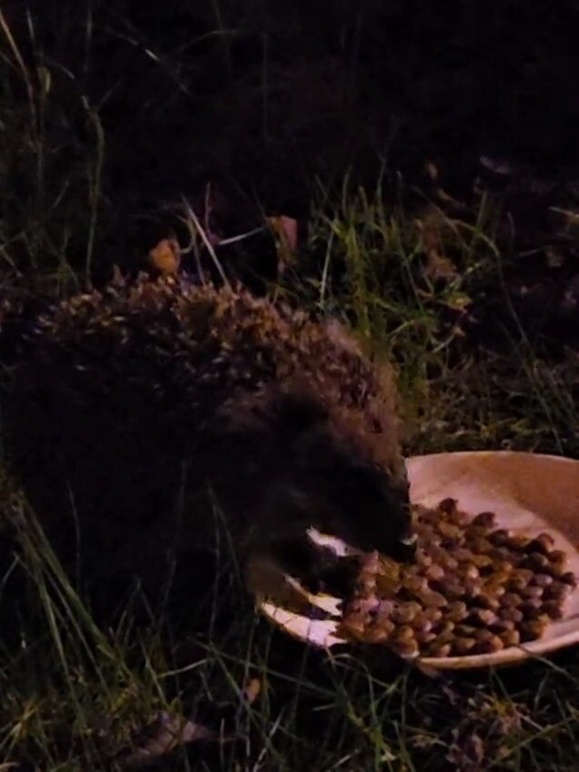 Baby-egel eet hondenbrokjes