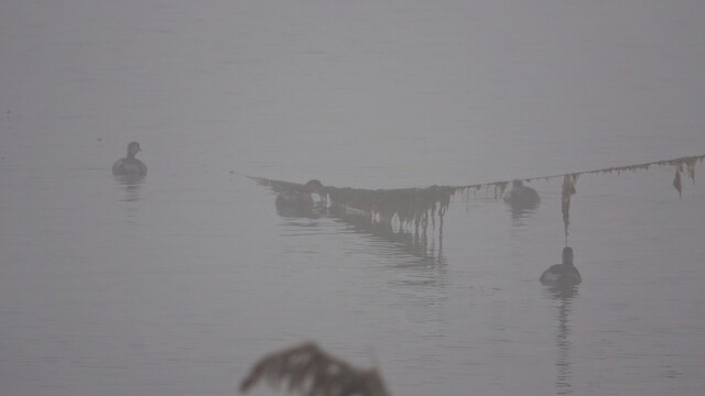 Dodaarzen op een mistige ochtend