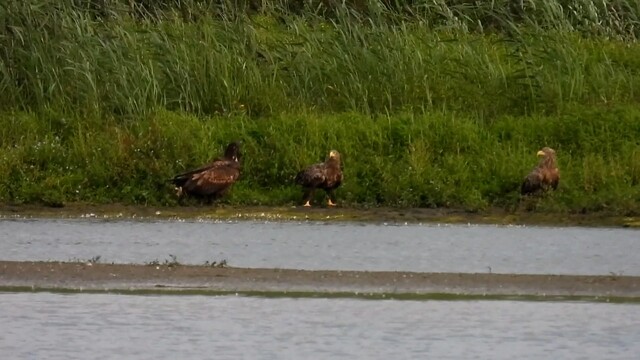 Bedelde jonge zeearend