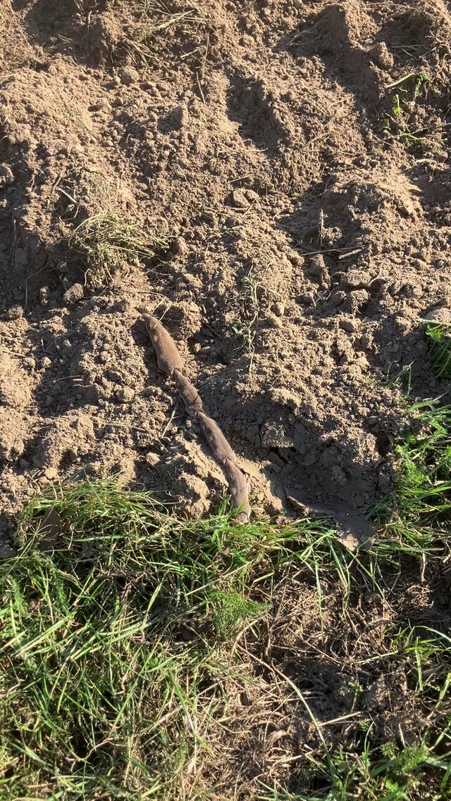 Treintje met spitsmuizen