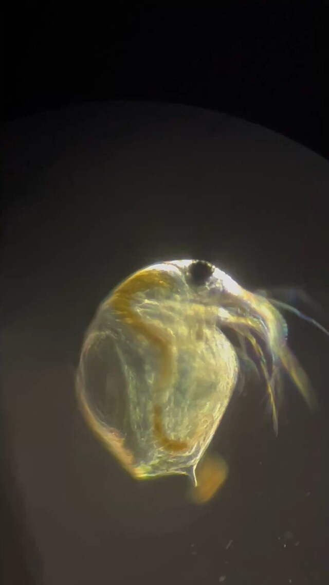 Watervlo onder de microscoop