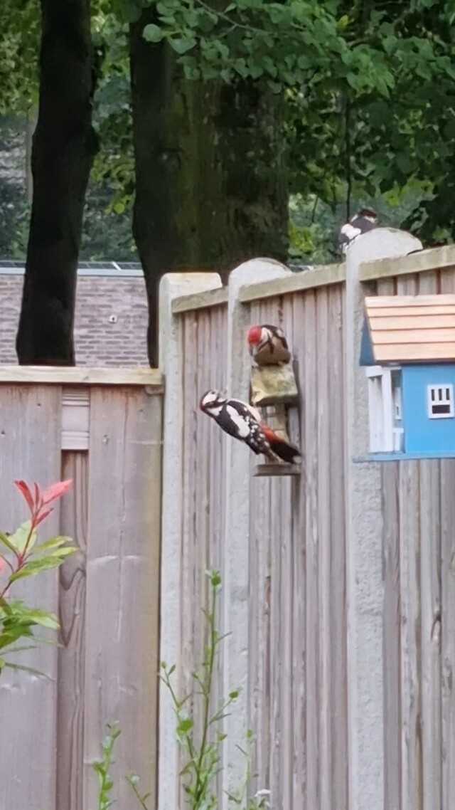 Familie specht op bezoek
