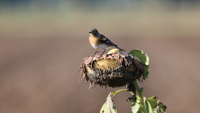 Kepen genieten van zonnebloempitten