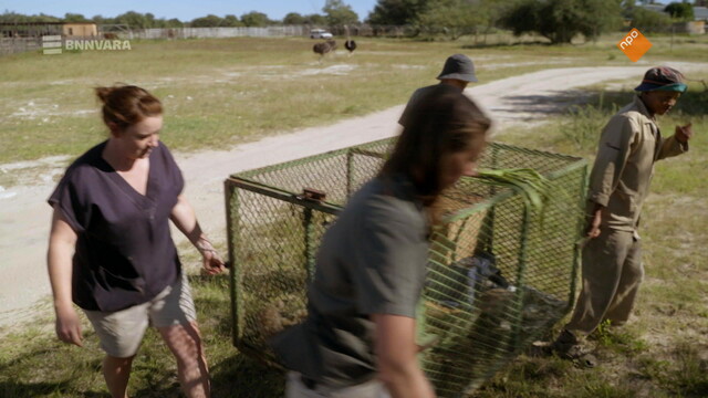 Dierendokter in het wild