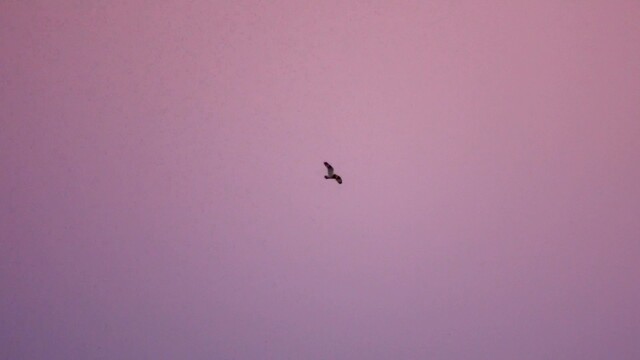 Klapwiekende velduil