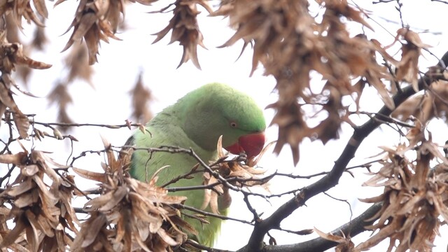 Smakkende Grote Alexanderparkiet