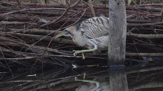 Roerdomp met een lekker visje