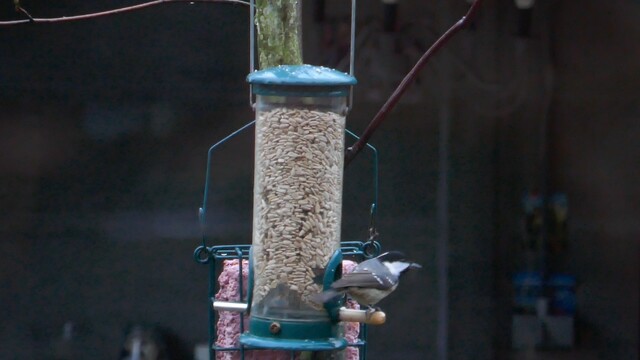 Zwarte mees bij de graansilo