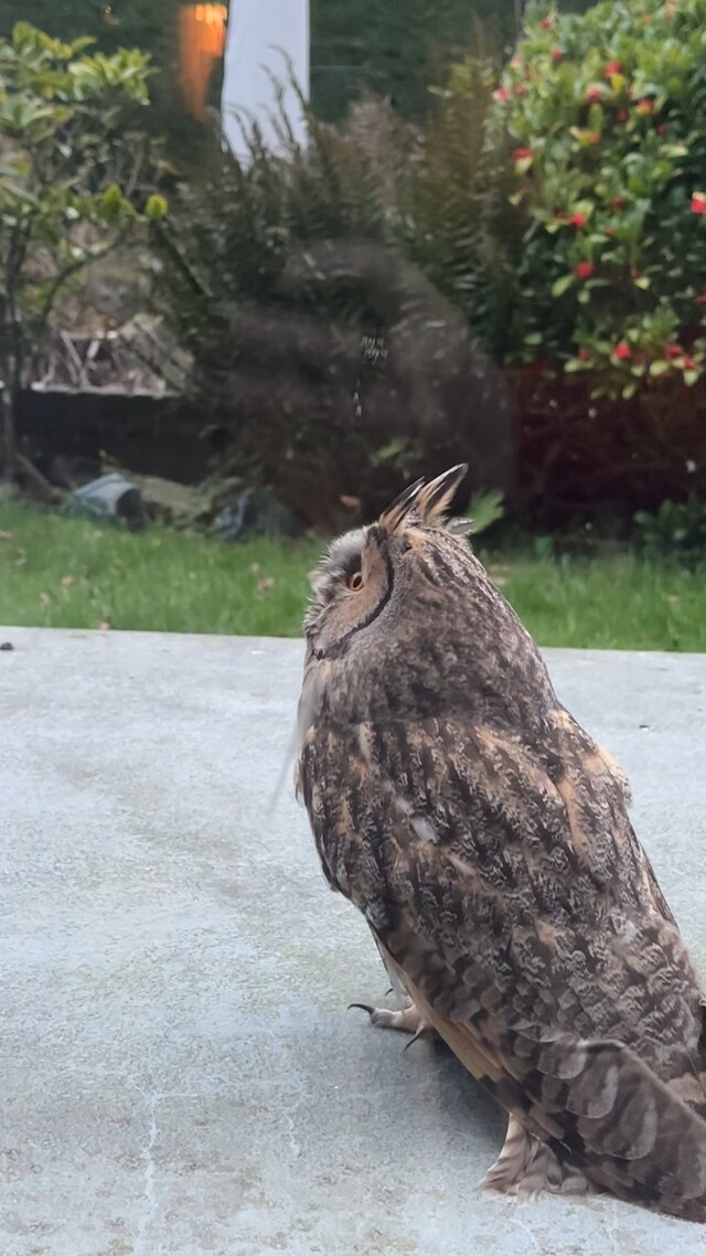 Ransuil voor het raam