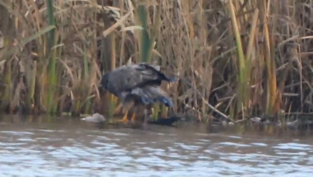 Buizerd eet een visje