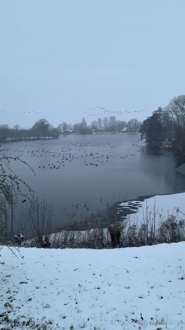 Prachtig winters tafereel met veel watervogels