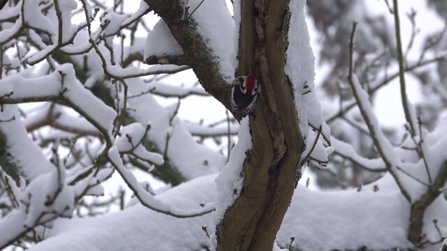 Foeragerende middelste bonte specht in de sneeuw