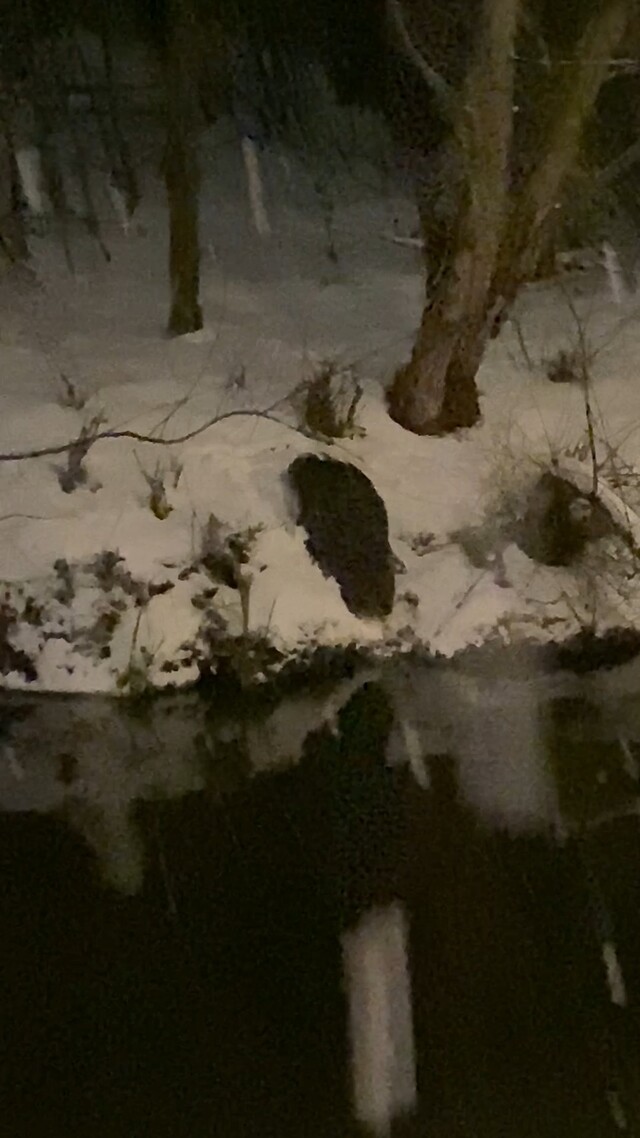 Bever in de sneeuw
