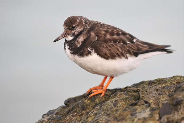 Vogels spotten in IJmuiden met Arjan Dwarshuis
