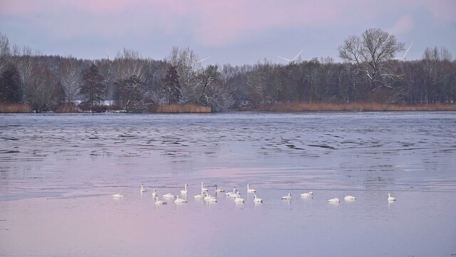 Kleine zwanen in de polder