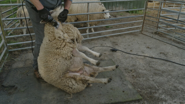 Hoe worden vilten sloffen gemaakt? | PatsBoemKledder!